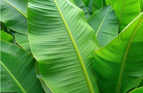 banana leaf.html